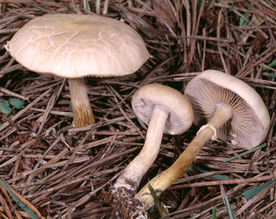 Agrocybe praecox - Mushroom Species Images